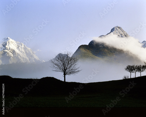 Einsamer Baum vor Alpenkulisse