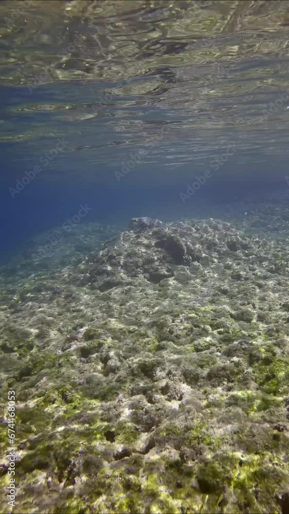 Vertical video, Rocky seabed in coastal area on bright sunny day in sun glare, Slow motion. Underwater landscape of Mediterranean Sea, Greece Vertical video, Rocky seabed in coastal area on bright sunny day in sun glare, Slow motion. Underwater landscape of Mediterranean Sea, Greece
