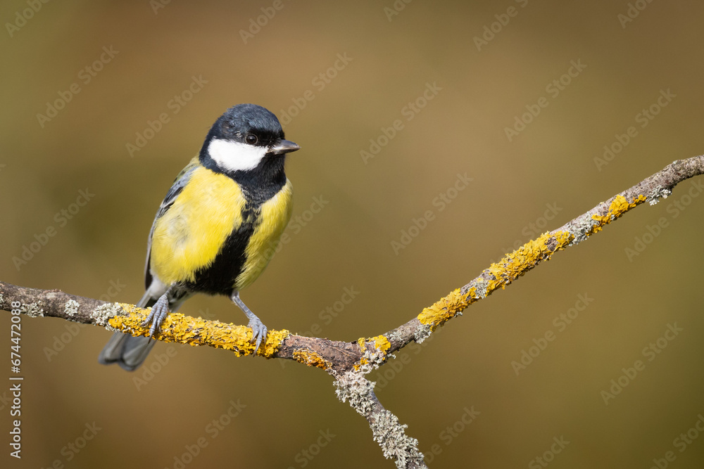 Fototapeta premium Colorful great tit ( Parus major ) perched on a tree trunk, photographed in horizontal, amazing background