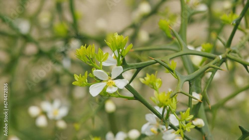 Japanese Bitter Orange. Citrus Trifoliata Or Japanese Bitter-Orange Flowers. Close up. photo