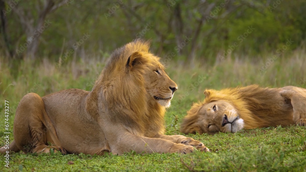 lion love