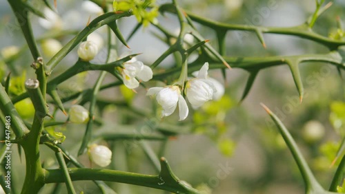 Citrus Trifoliata Fruit Tree. Thorny Shrub With White Flowers. Flowering Of Trifoliate Orange. Close up. photo