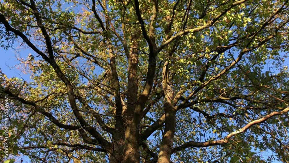 Looking up an oak tree with colorful foliage during autumn fall season, leaves on a tree against blue sky natural seasonal background Looking up an oak tree with colorful foliage during autumn fall season, leaves on a tree against blue sky natural seasonal background