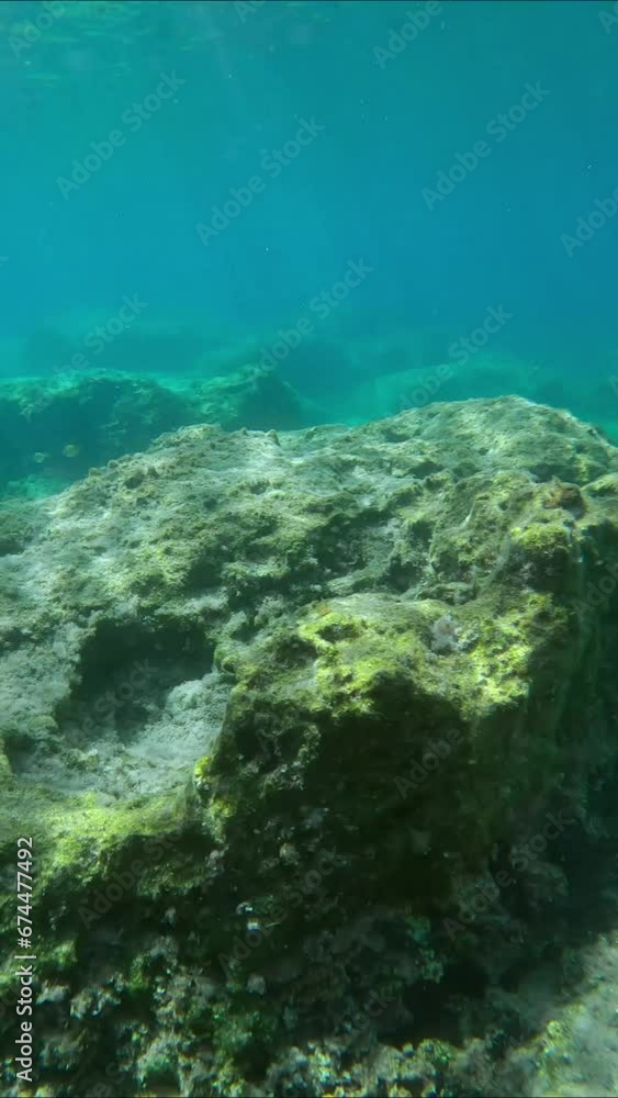 Marbled Spinefoot fish (Siganus rivulatus) swims on rock reef in sunrays, Vertical video, Panorama, Slow motion, Mediterranean Sea, Rhodes island, Greece Marbled Spinefoot fish (Siganus rivulatus) swims on rock reef in sunrays, Vertical video, Panorama, Slow motion, Mediterranean Sea, Rhodes island, Greece