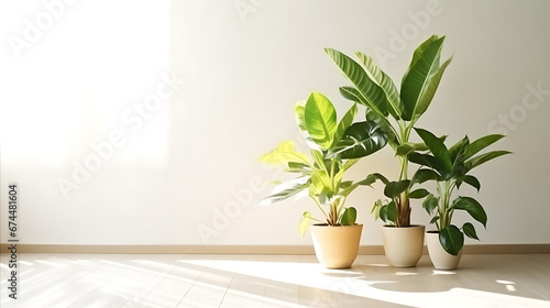 Beautiful houseplants near window in light room, space for text.