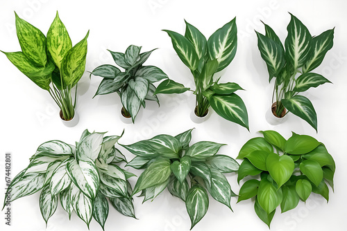Set of Aglaonema plants on white background photo