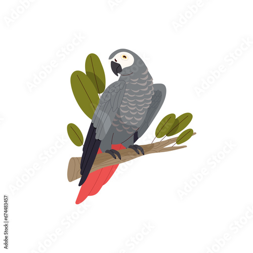 African Congo grey parrot sitting on branch, perch. Gray tropical bird with red feathers on tail. Exotic pet, domestic animal. Jungle inhabitant. Flat isolated vector illustration on white background