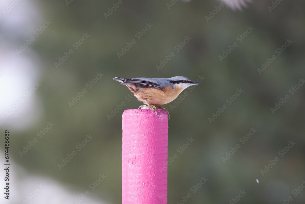 Naklejka premium Bird in the wilderness