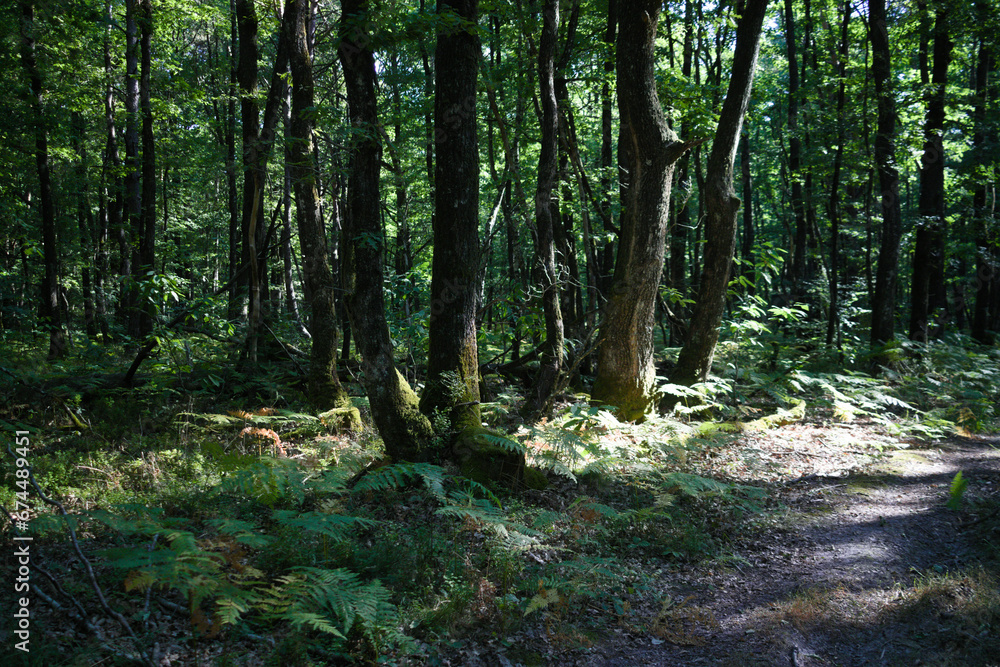 Sous bois des forêts de la Sarthe Sous bois des forêts de la Sarthe