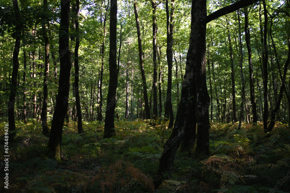 Sous bois des forêts de la Sarthe