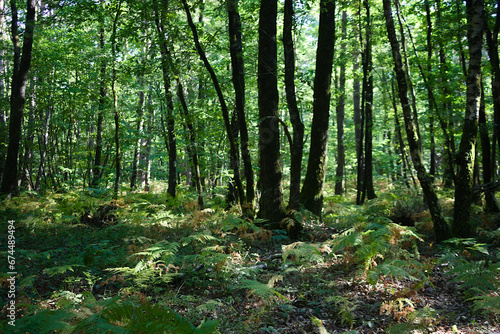 Sous bois des forêts de la Sarthe