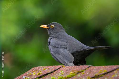 A Common Blackbird sitting on a roof