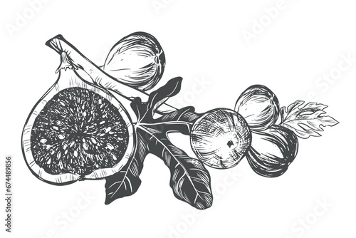 Fig branch on a white background. Tropical plant, raw fruit, leaf. Sketch of sweet fruits. Vector image in engraving style. Suitable for packaging design, logo.