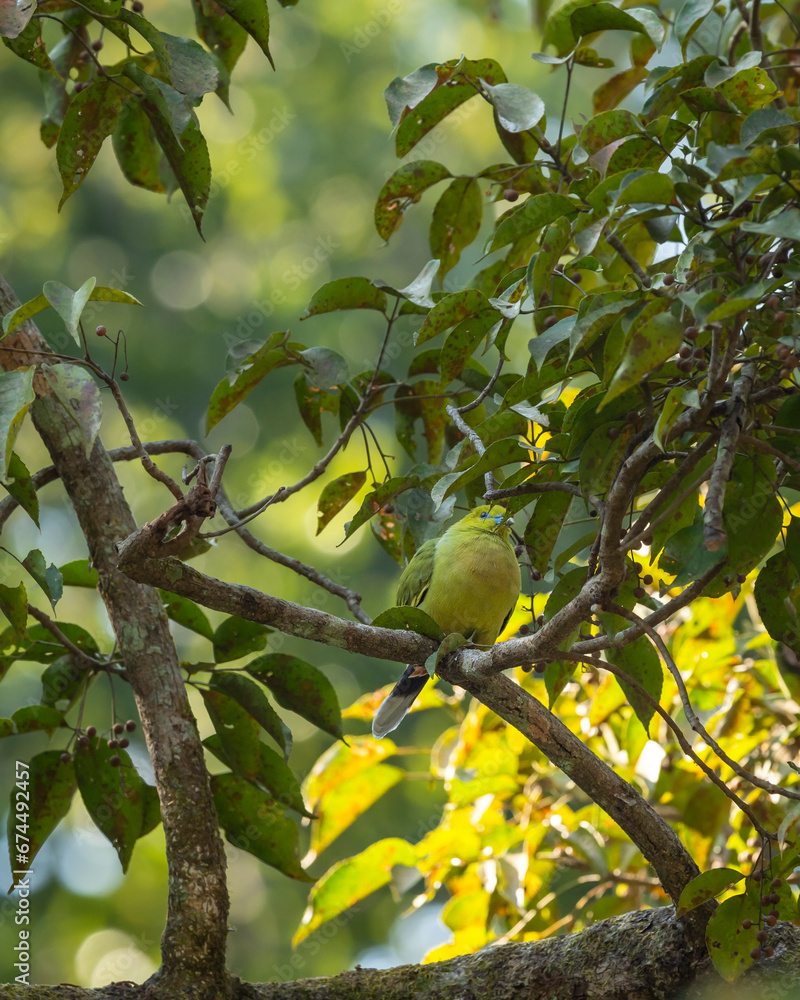 Obraz premium pin tailed green pigeon or Treron apicauda on tree in natural scenic green background during winter season at dhikala jim corbett national park forest tiger reserve uttarakhand india asia