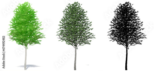 Set or collection of European  Linden trees  painted  natural and as a black silhouette on white background. Concept or conceptual 3d illustration for nature  ecology and conservation  strength