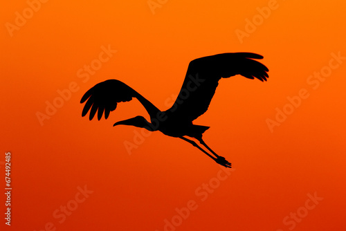 painted stork birds silhouette in flight with full wingspan in golden hour sunset light and colors in sky beauty of nature at keoladeo national park or bharatpur bird sanctuary rajasthan india