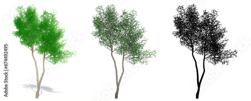 Set or collection of Green Ash trees  painted  natural and as a black silhouette on white background. Concept or conceptual 3d illustration for nature  ecology and conservation  strength