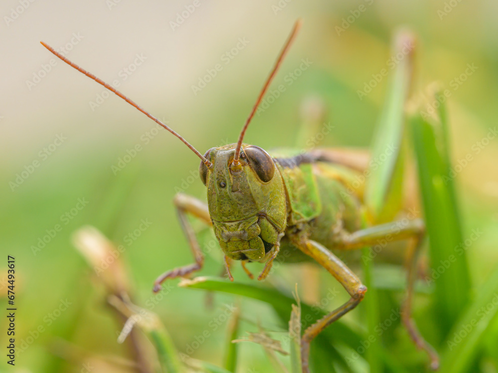 Fototapeta premium A green grasshopper sitting in the grass