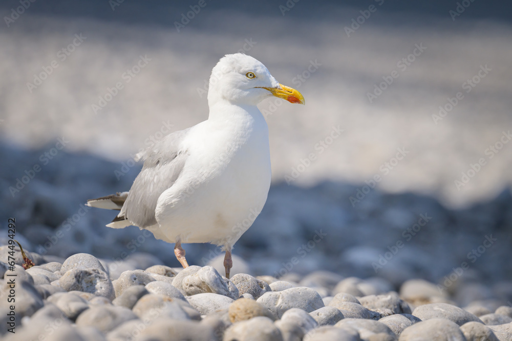 A european herring gull standing on the beach A european herring gull standing on the beach