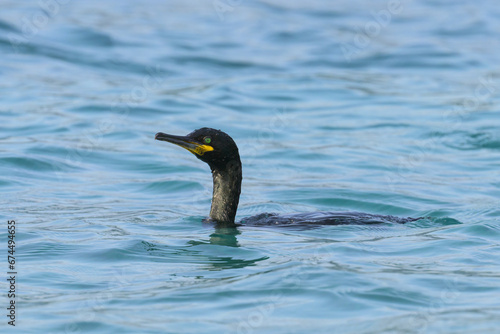 An adult shag swimming in the sea