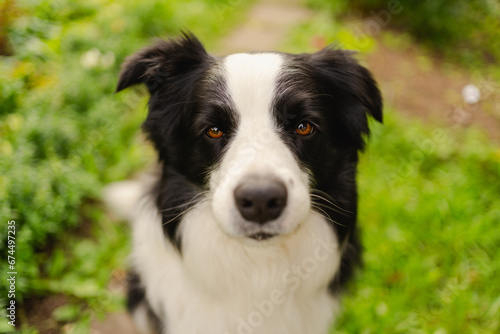 Outdoor portrait of cute smiling puppy border collie sitting on park background. Little dog with funny face in sunny summer day outdoors. Pet care and funny animals life concept © Юлия Завалишина