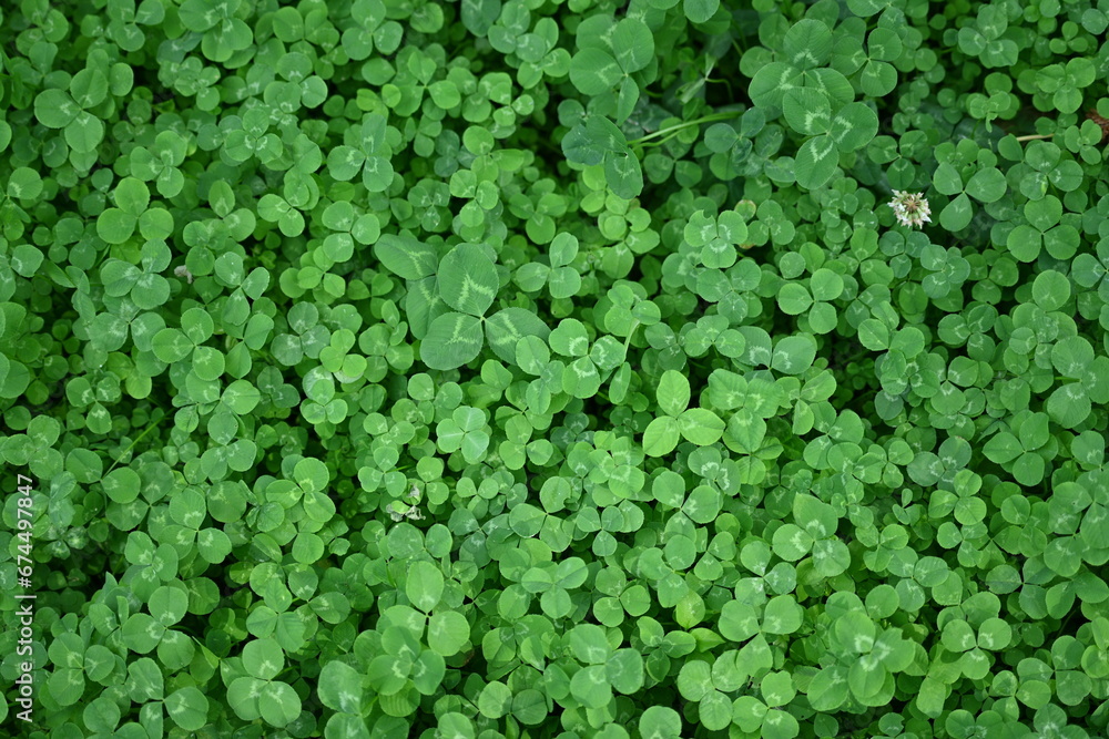 green clover leaf texture, green clover leaf background, background of green clover leaves