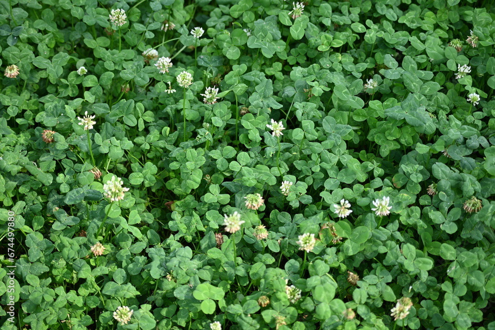 Obraz premium green clover leaf texture, green clover leaf background, background of green clover leaves