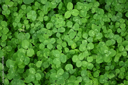 green clover leaf texture, green clover leaf background, background of green clover leaves