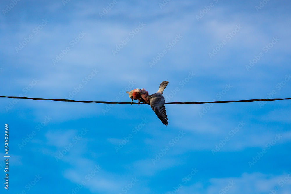 Baby Galah on wire