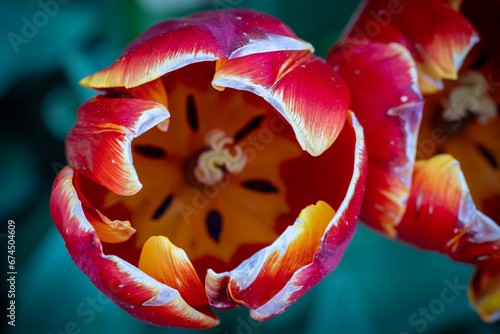 Red tulip macro