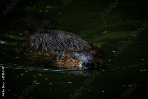 Beaver in the water © Grega