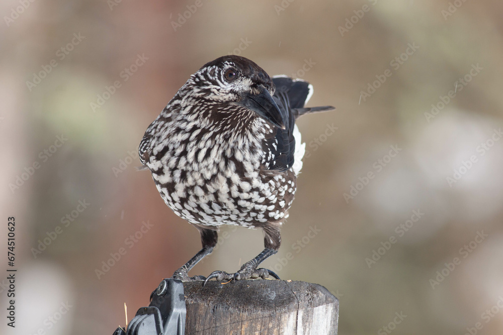 Fototapeta premium Bird in the wilderness.