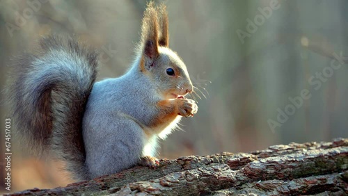 Close-up of a fluffy Eurasian squirrel eating a nut in the autumn forest. A squirrel with beautiful fur, long fluffy ears and a tail holds a nut in its paws and gnaws on it. Animal in natural habitat