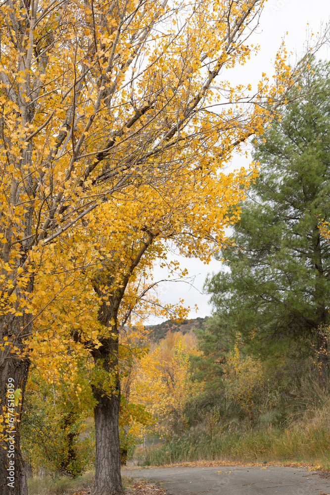 Fototapeta premium Autumn