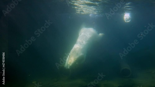 Wallpaper Mural Underwater photography of a polar bear. The bear dives into the depths. A white polar bear swims in the water. high quality Torontodigital.ca