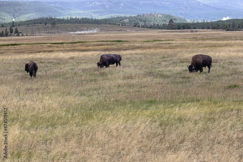 Three buffalos grazing near the parking of Mary Mountain Nez Perce in Yellowstone National Park