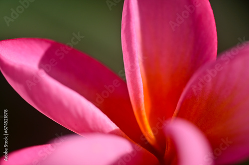 Dark pink flower of Frangipani or Plumeria rubra in the garden  India.