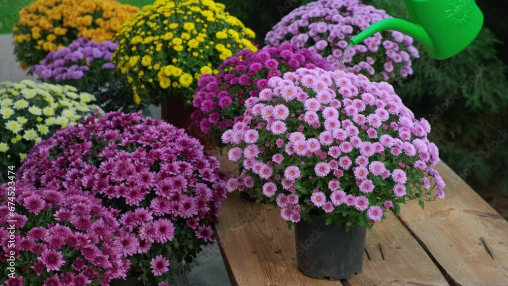 Watering garden plants. Woman takes care and watering chrysanthemum. Autumn flowers need care. Gardener watering potted flowers. Florist working, takes care of plants Watering garden plants. Woman takes care and watering chrysanthemum. Autumn flowers need care. Gardener watering potted flowers. Florist working, takes care of plants