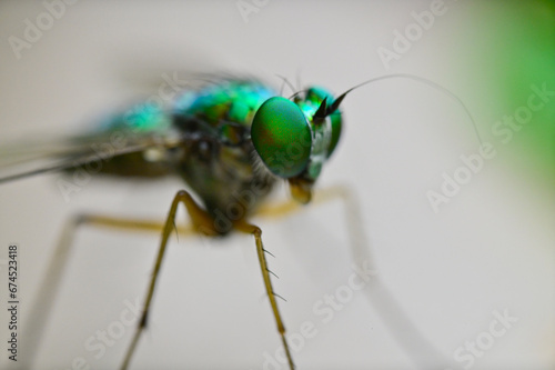 Close up of Asia Long Legged fly, India. photo