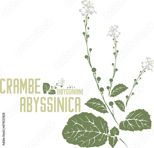 Abyssinian seeds medicinal herb in color vector silhouette. Medicinal Crambe abyssinica plant. Set of Crambe abyssinica flowers leafs in color image for pharmaceuticals. Medicinal herbs color drawing