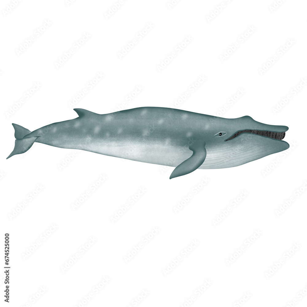 Fototapeta premium Sei Whale on white background.