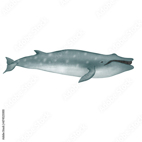 Sei Whale on white background.