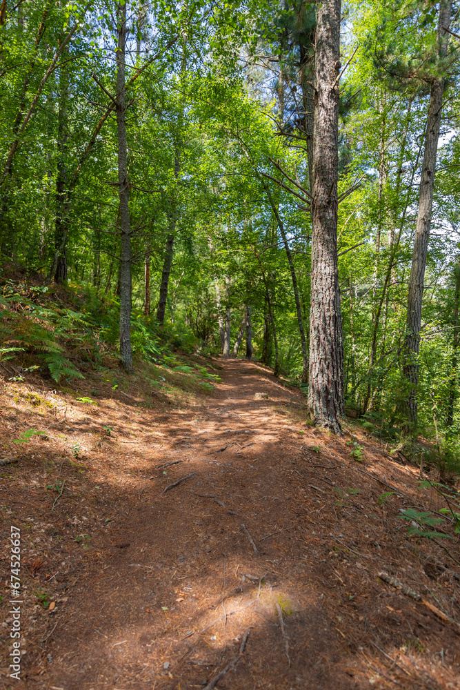 Landscape along the Camino de Santiago trail