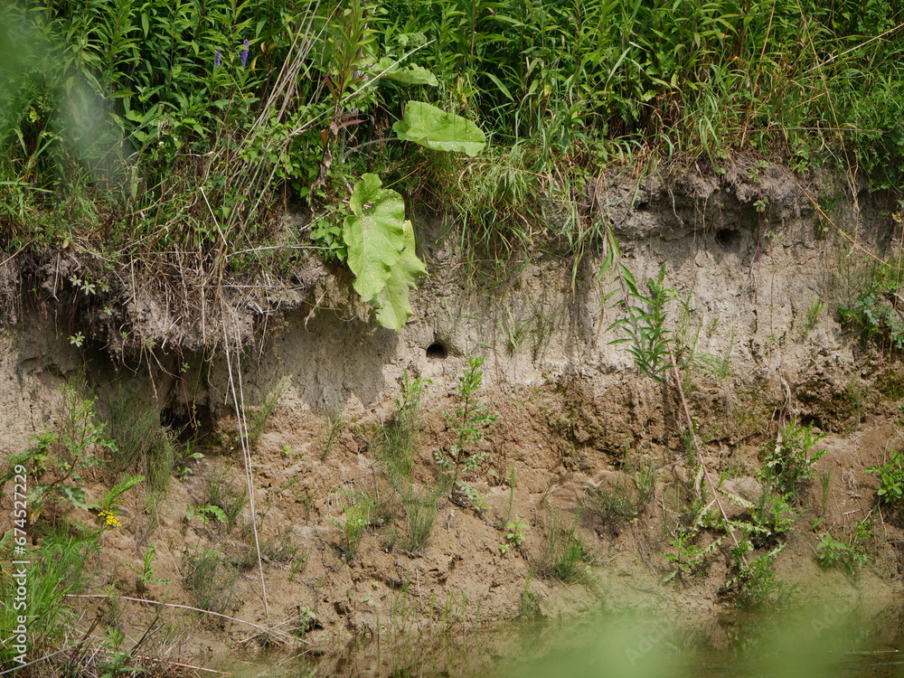 Obraz premium seeschwaben nest