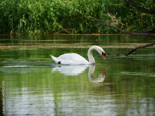 Schwan mit jungtieren