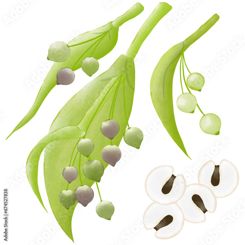 job's tears on white background.