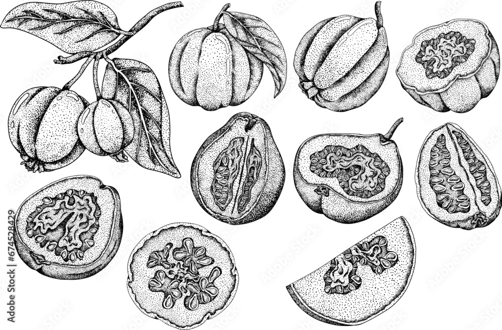 Guava tropical fruit, exotic berry. Vector, hand drawn engraving illustration isolated on white background. Guava tropical fruit, exotic berry. Vector, hand drawn engraving illustration isolated on white background.