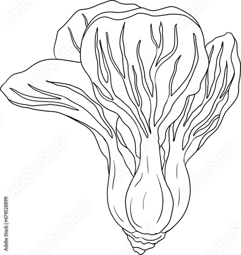 Vector hand drawn illustration of  bok choy. Pak choi in line style. Chinese cabbage, for Asian cuisine