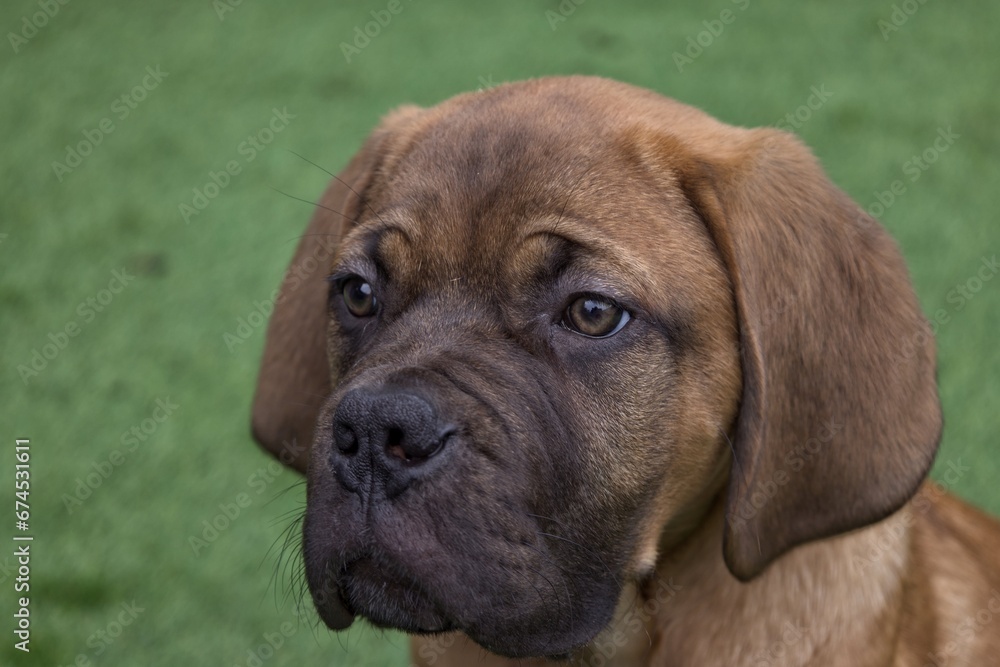 Portrait of a mastiff puppy