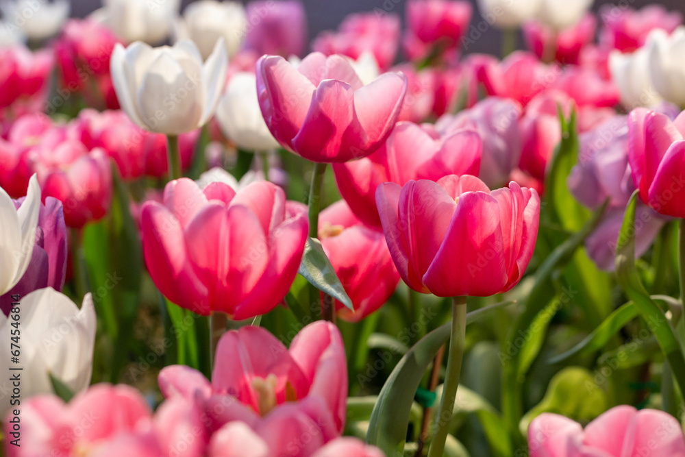 Pink tulip flower in early spring season garden with copy space for design